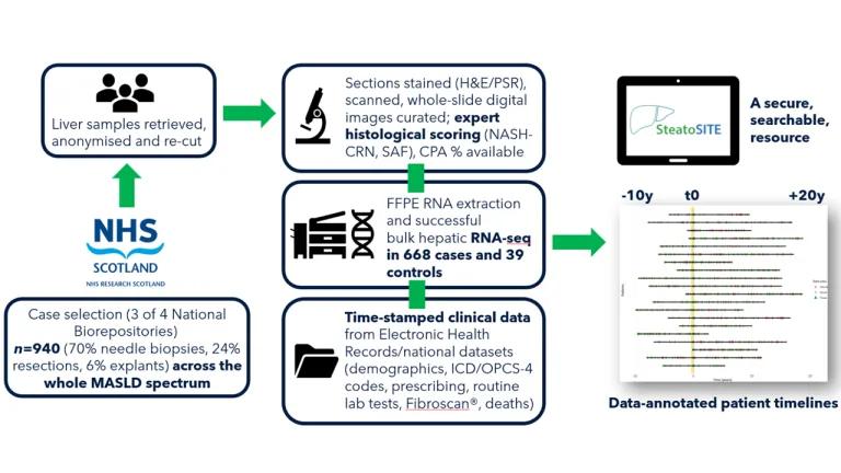infographic explaining how steatoSITE data collection works