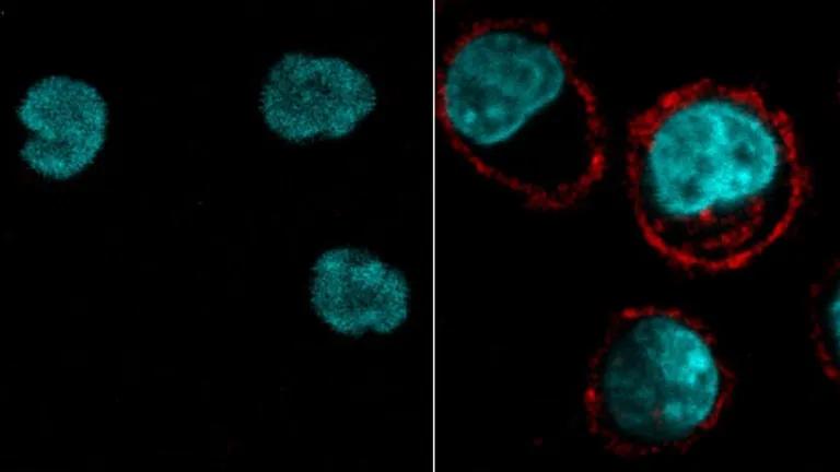 Cells with stained cyan nuclei and on the right side, outside proteins lit up with red fluorescence