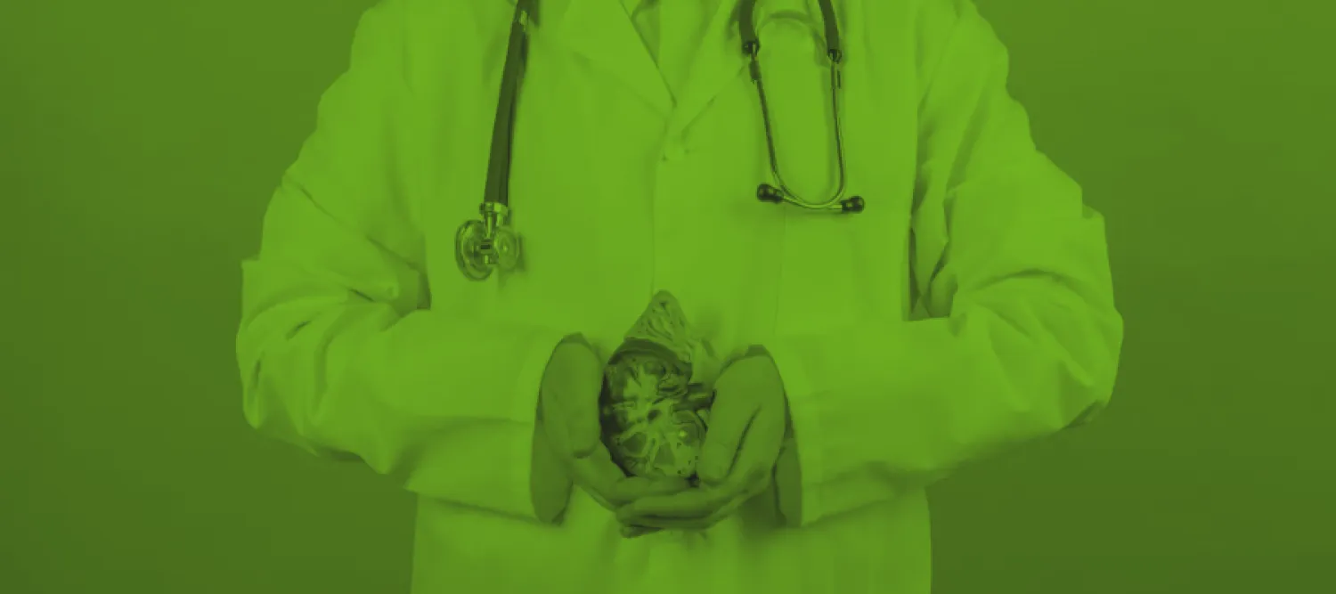 doctor holding kidney model