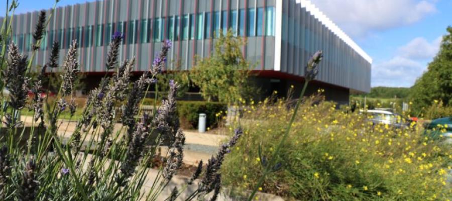 IRR North peeking out behind large planters of flowering lavender and yellow-flowered bush.