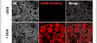 a grid of microscope images showing cells tagged with a fluorescent protein present or absent with different expression.