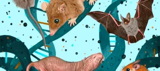 Illustration of Unusual Animal Models e.g. spiny mouse and bat