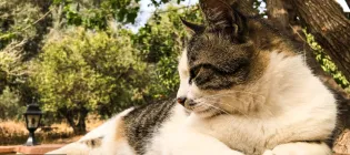 A stray cat, lazing on the street in Ayia Napa, Cyprus