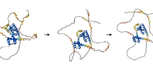 three molecular diagrams of reprogramming factors which look like curly squiggles with sections of tinner yellow and thicker blue