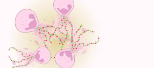 Illustration of neutrophils (pink) releasing neutrophil extracellular traps (NETs) made up of DNA and proteins (red and green)