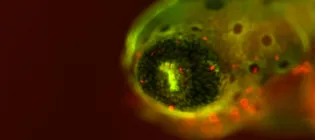 Close up of a zebrafish larvae eye