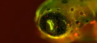 Close up of a zebrafish larvae eye