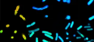Different bacteria fluorescing yello, teal and indigo