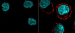 Cells with stained cyan nuclei and on the right side, outside proteins lit up with red fluorescence