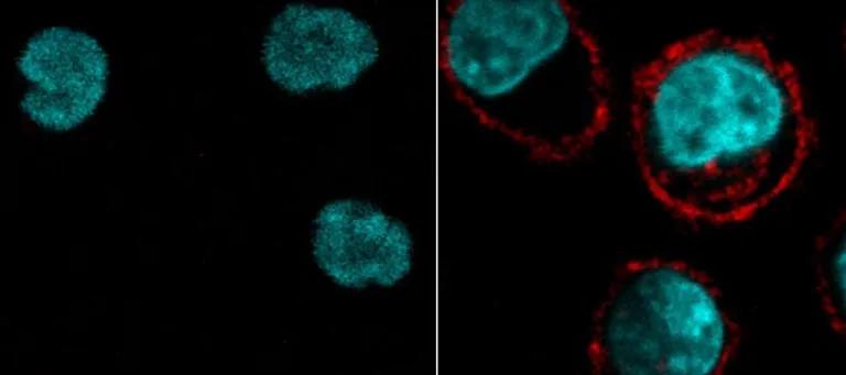 Cells with stained cyan nuclei and on the right side, outside proteins lit up with red fluorescence