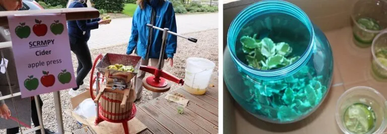 Gardeners using a traditional cider press to make 'SCRMpy'. A jar of fresh collected mint and glasses of homemade cocktails.