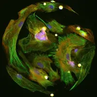 microscopic image