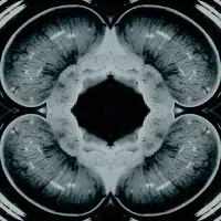 human testes