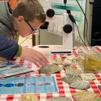 Boy looking at oyster shells