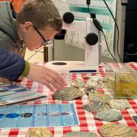 Boy looking at oyster shells