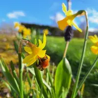 bee on a daffodil