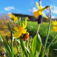 bee on a daffodil