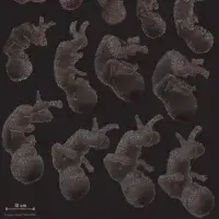 graphic of fetus development using data