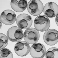 zebrafish embryos
