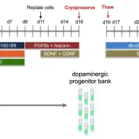 EPB Dopaminergic Neurons Diagram