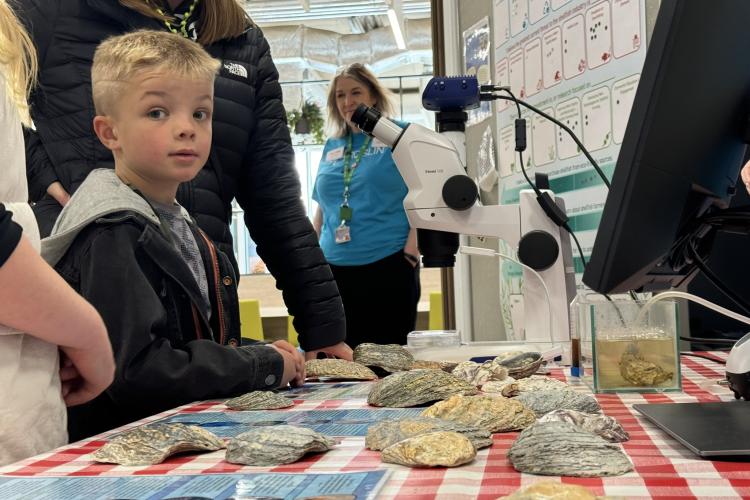 Primary age boy looking at camera infront of a table with a microscope and numerous oysters