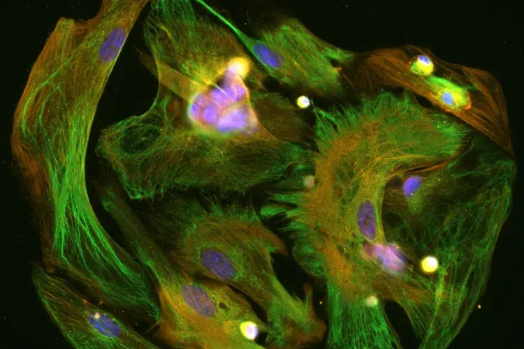 microscopic image