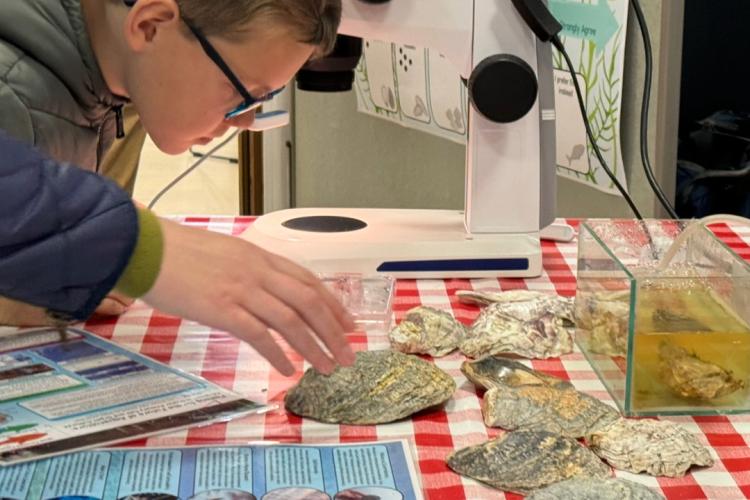 Boy looking at oyster shells