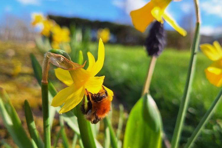 bee on a daffodil