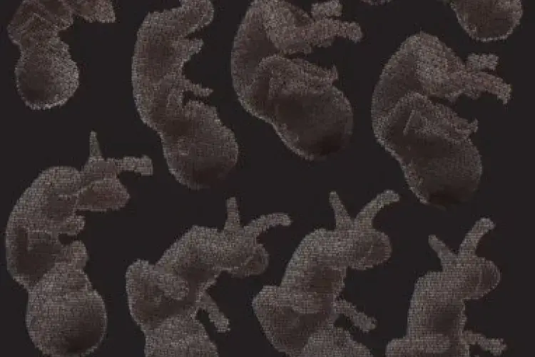 graphic of fetus development using data
