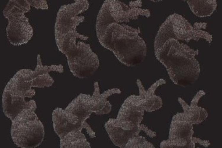 graphic of fetus development using data