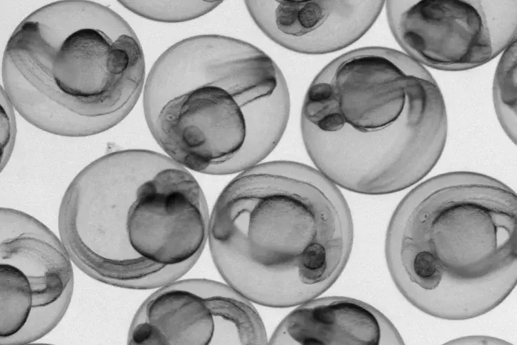 zebrafish embryos