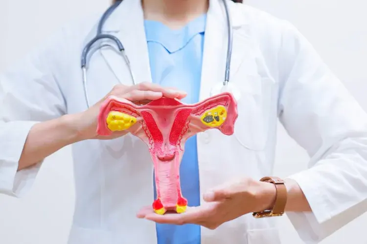 A person in a medical lab coat with a stethoscope around their neck is holding a model of a uterus