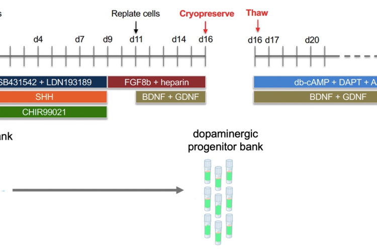 EPB Dopaminergic Neurons Diagram