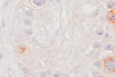 microscopic image of human testes