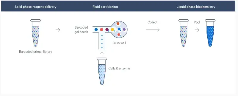 Diagram of fluid partitioning