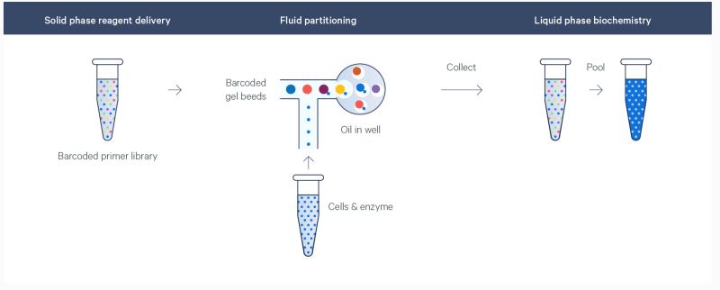Diagram of fluid partitioning