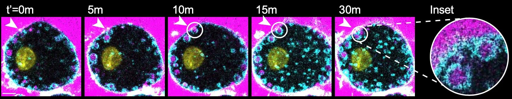 Macrophage precursor cells over time undergoing cell drinking, observable by the internalisation of pink fluid from outside the cell into small pink circular ‘bubbles’ 