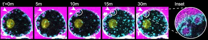 Macrophage precursor cells over time undergoing cell drinking, observable by the internalisation of pink fluid from outside the cell into small pink circular ‘bubbles’ 