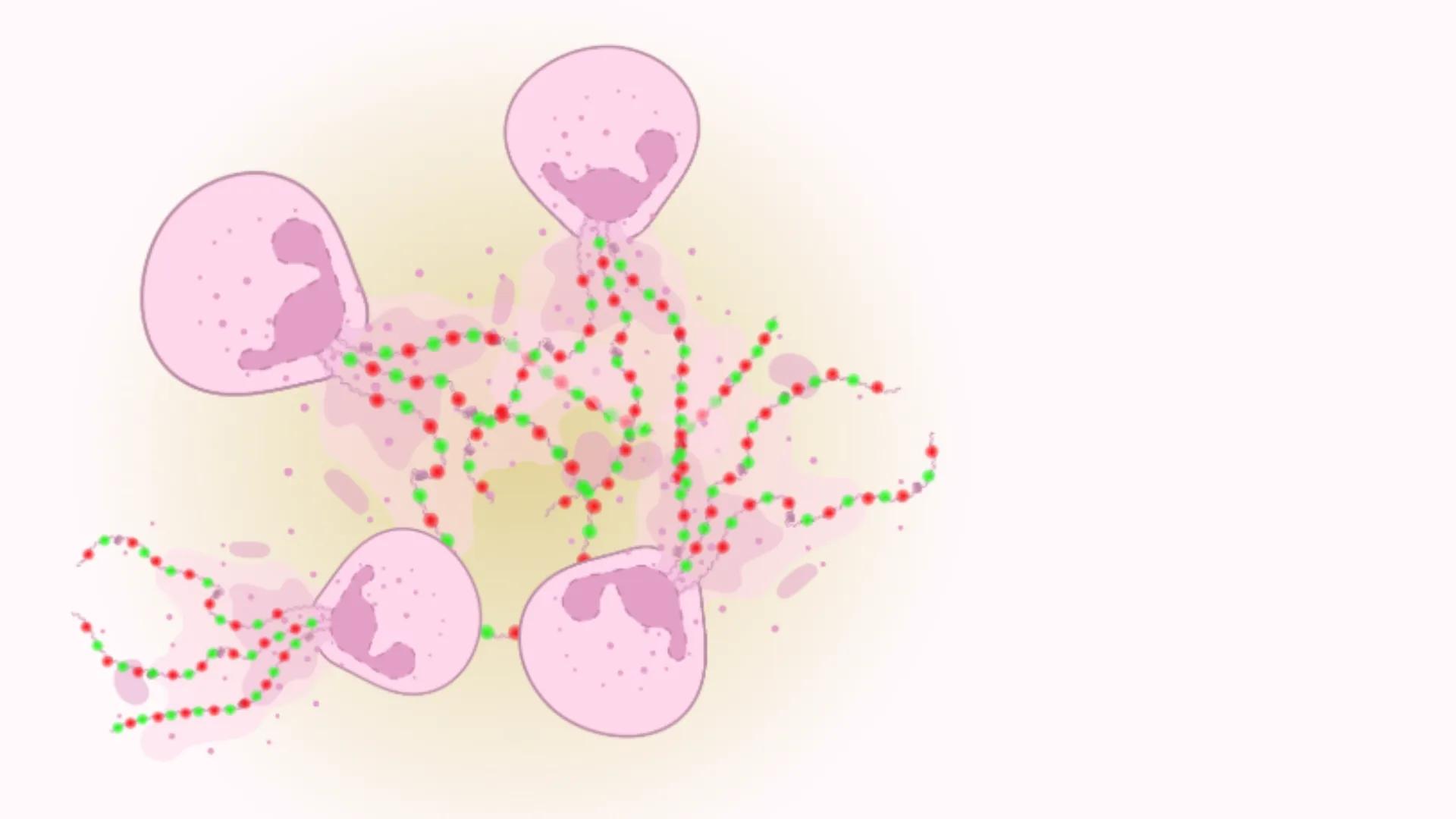 Illustration of neutrophils (pink) releasing neutrophil extracellular traps (NETs) made up of DNA and proteins (red and green)