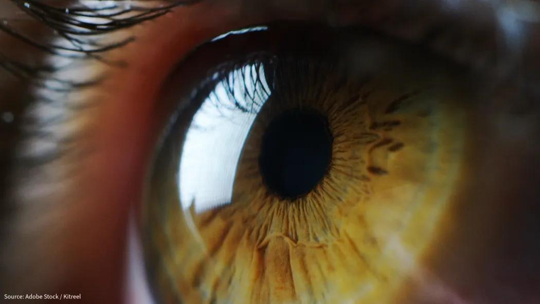 Close up of a human eye which is hazel colour and shows a reflection