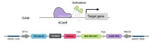 A diagram showing the iSAM system developed in the paper. It comprises the CAS9 protein attached to DNA before the target gene, and a section of DNA with fluorescent tags added and other useful sections of DNA.