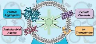 Synthetic lipid vesicle made from a single layer of lipids or ‘fats’. They are carrying various compounds in its structure