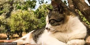 A stray cat, lazing on the street in Ayia Napa, Cyprus