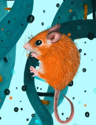 Illustration of a spiny mouse
