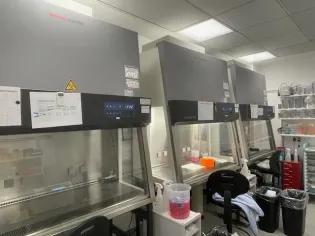 Row of biological safety cabinets in TC room used for sterile cell culture, lentivirus and recombinant adenovirus work.