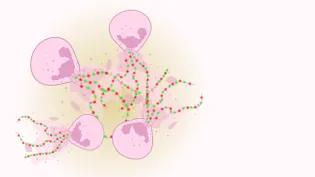 Illustration of neutrophils (pink) releasing neutrophil extracellular traps (NETs) made up of DNA and proteins (red and green)