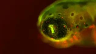 Close up of a zebrafish larvae eye