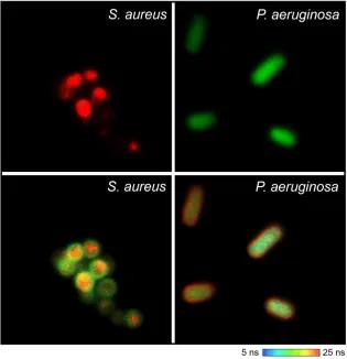 Four images in one with each book showing green, red and yellow fluorescence
