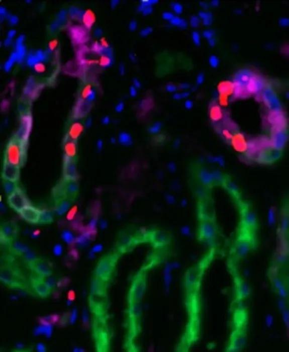 Microscope image of kidney tissue with cells fluorescent in different colours - red, blue, green and purple