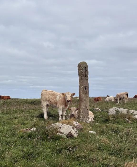 Some baby cows near an old looking stone pillar on Orkney